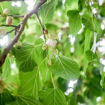 La Corte Dell'elmo فندق مبيت وإفطار 4*